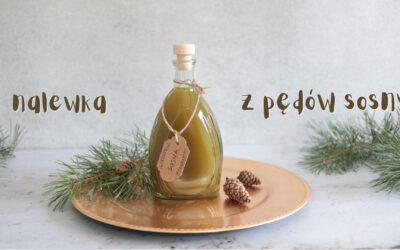 Nalewka z pędów sosny